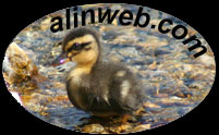 www.alinweb.com